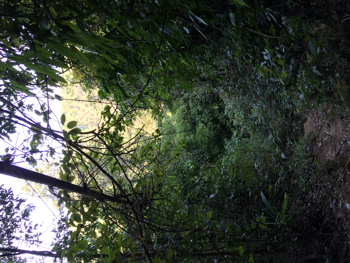 รูปถ่าย ไทย(Thailand) อุทยานแห่งชาติภูหินร่องกล้า(Phu Hin Rong Kla National Park) 2014-12 295
