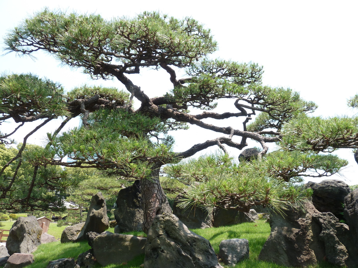 รูปถ่าย ญี่ปุ่น(Japan) โตเกียว(Tokyo) สวนคิวชิบะริคิว(Kyu Shiba rikyu Gardens) 2010-06 15