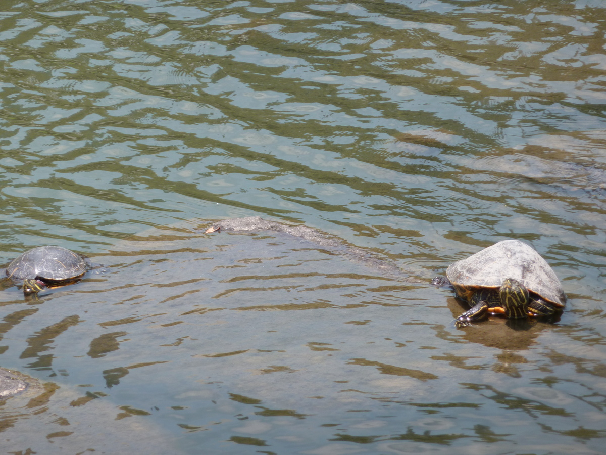 รูปถ่าย ญี่ปุ่น(Japan) โตเกียว(Tokyo) สวนคิวชิบะริคิว(Kyu Shiba rikyu Gardens) 2010-06 32