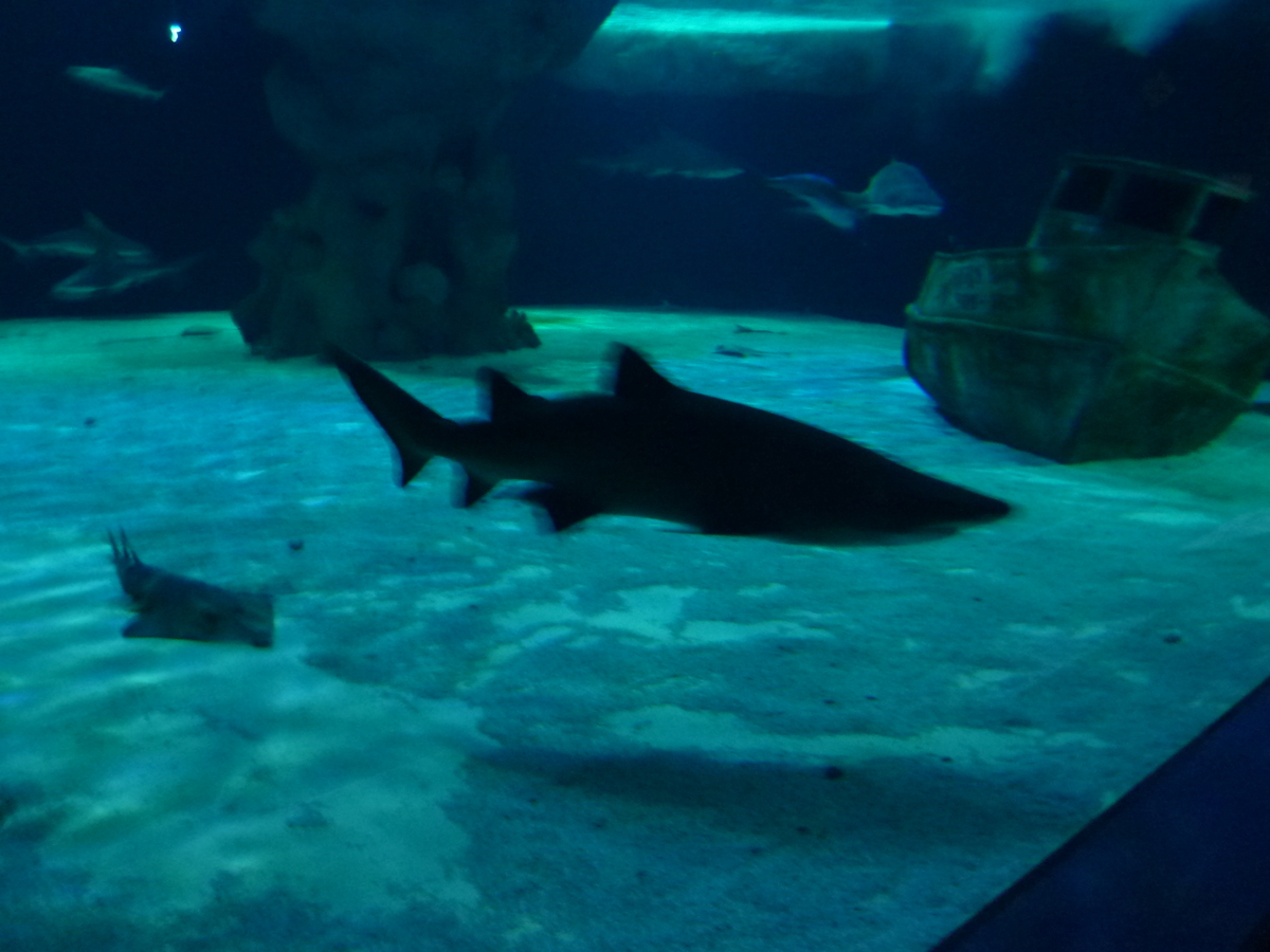 รูปถ่าย ฝรั่งเศส(France) เลอกรัวซิก(Le Croisic) โอเชียเรียม(Ocearium) 2009-10 1