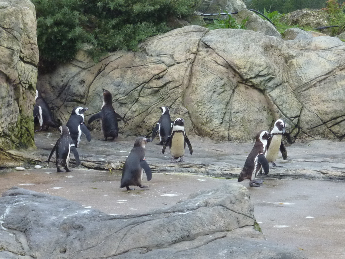 รูปถ่าย ฝรั่งเศส(France) เลอกรัวซิก(Le Croisic) โอเชียเรียม(Ocearium) 2009-10 0