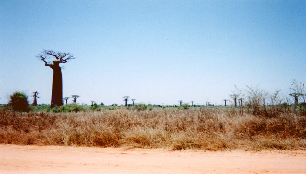 รูปถ่าย มาดากัสการ์(Madagascar) ทีซินกี(Tsingy) 1999-10 18