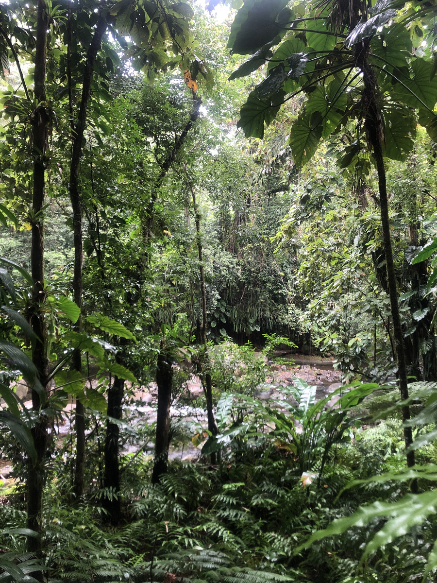 รูปถ่าย กวาเดอลูป(Guadeloupe) น้ำตกกุ้งเครย์ฟิช(Cascade aux ecrevisses) 2021-02 17