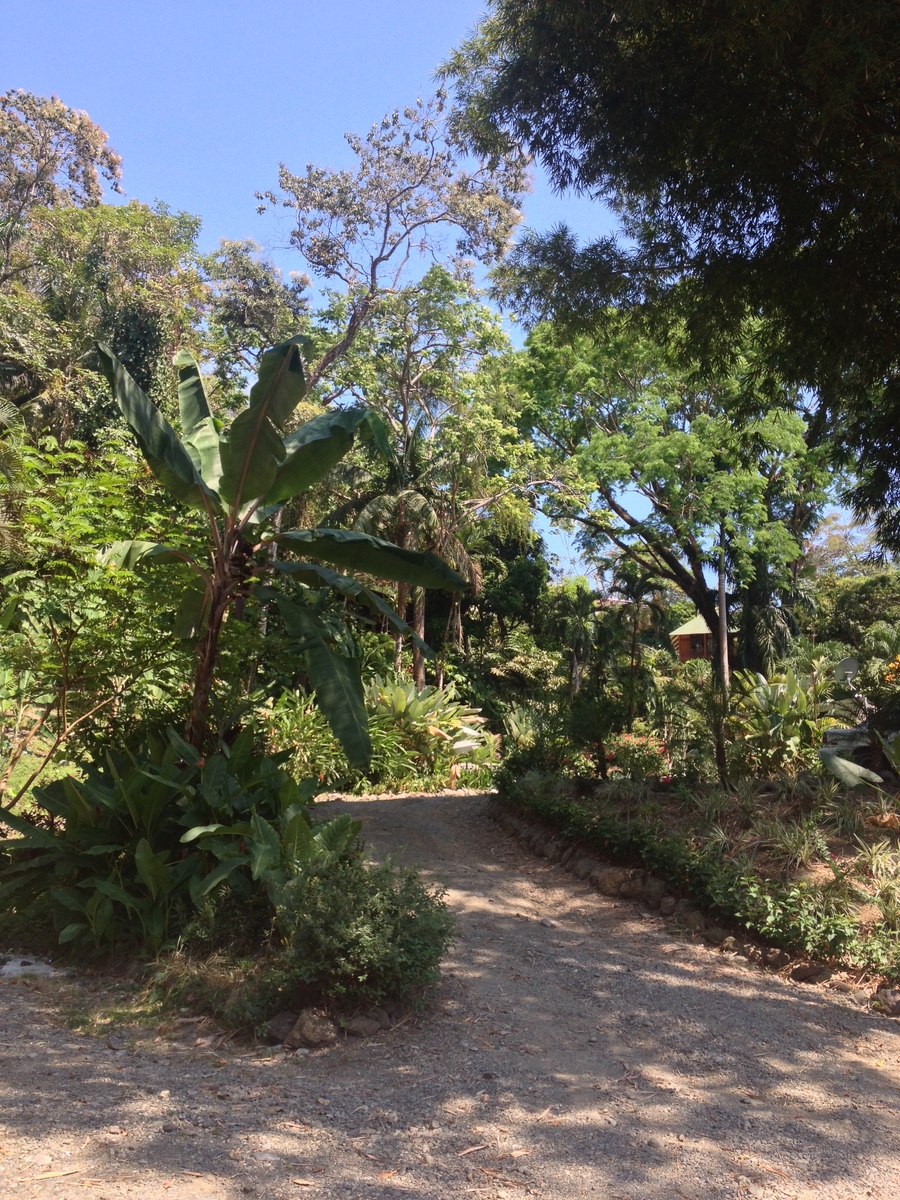 รูปถ่าย คอสตาริกา(Costa Rica) มานวยล์อันโตนีโอ(Manuel Antonio) 2015-03 38