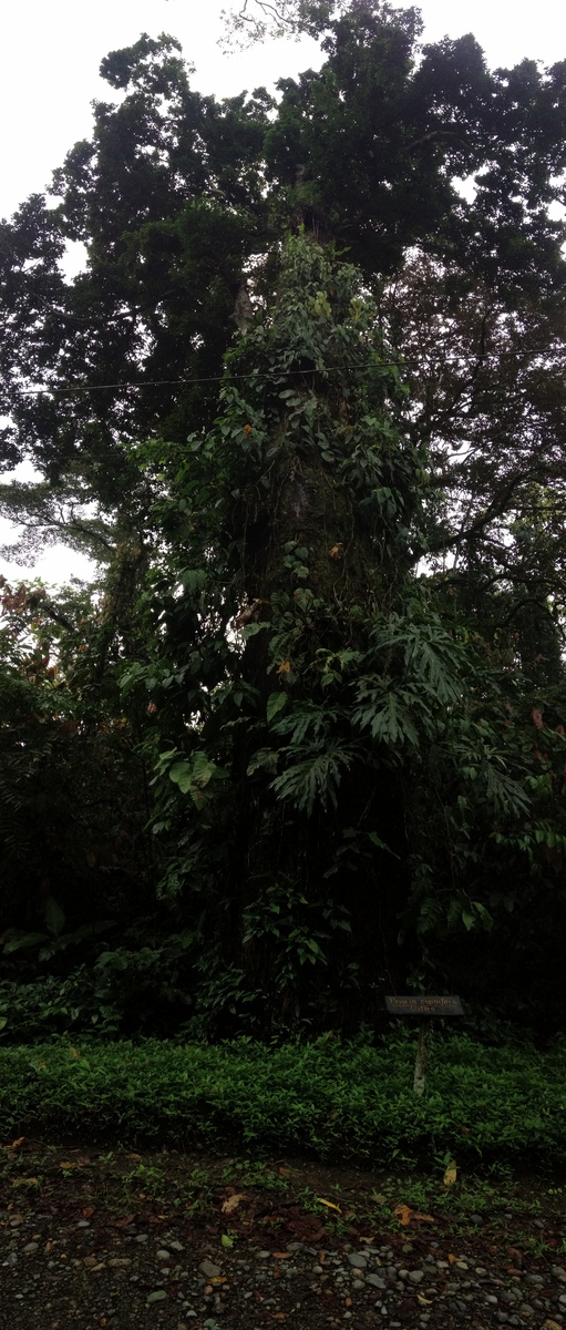 รูปถ่าย คอสตาริกา(Costa Rica) กาอุยตา(Cahuita) 2015-03 102