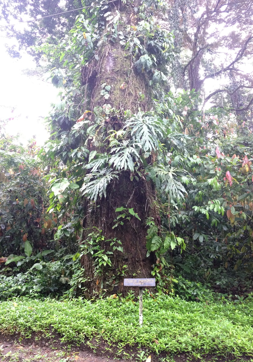 รูปถ่าย คอสตาริกา(Costa Rica) กาอุยตา(Cahuita) 2015-03 109