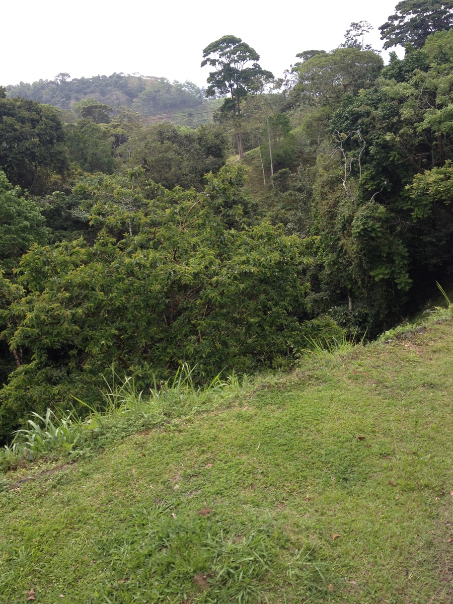 รูปถ่าย คอสตาริกา(Costa Rica) ตูร์รีอัลบา(Turrialba) 2015-03 10