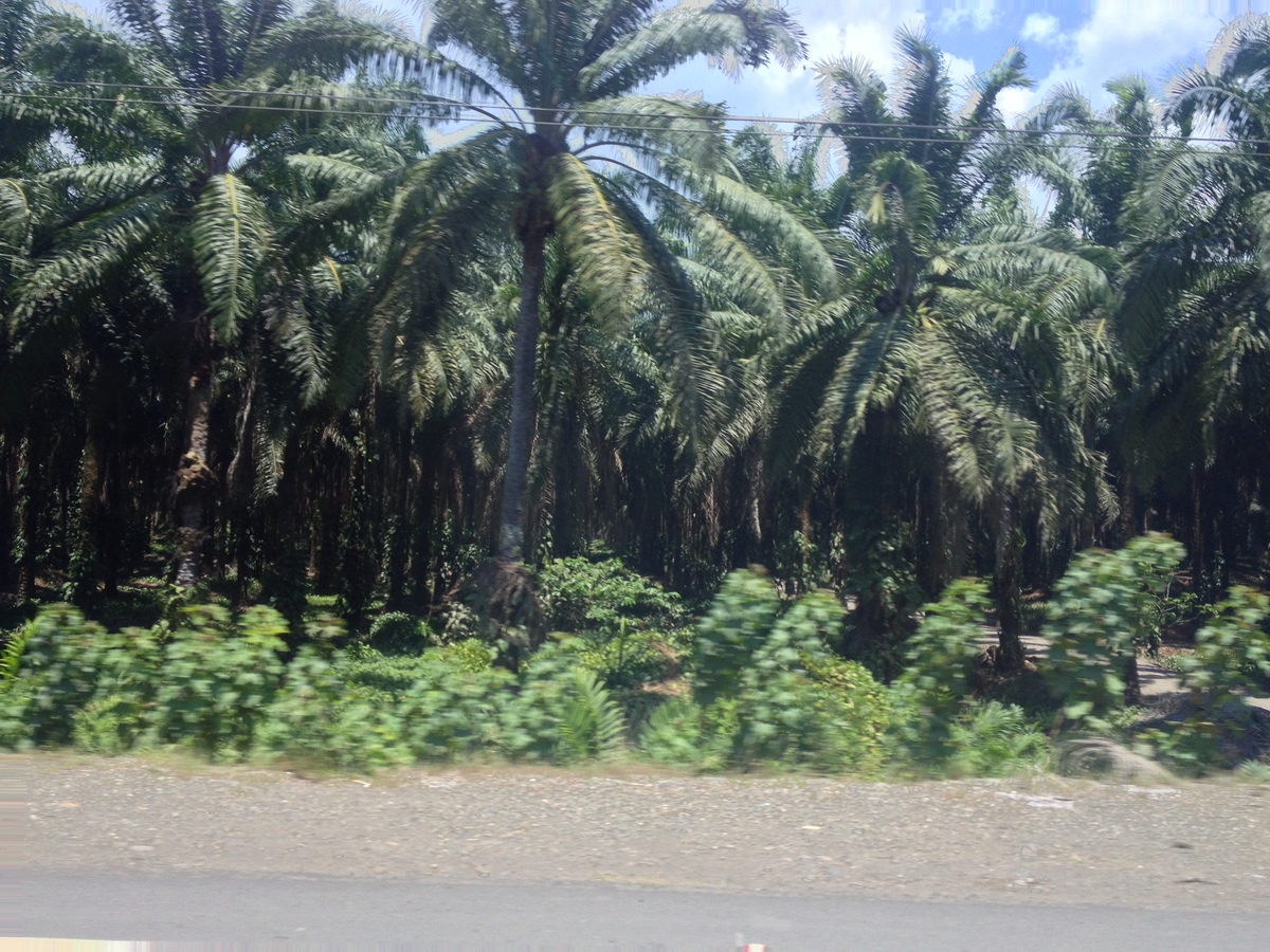 รูปถ่าย คอสตาริกา(Costa Rica) ฆาโก(Jaco) 2015-03 58