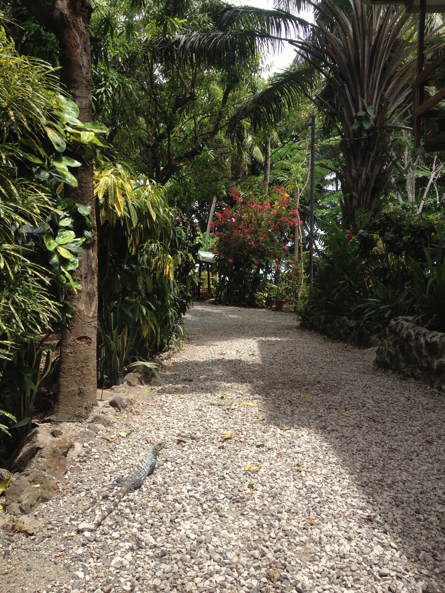 รูปถ่าย คอสตาริกา(Costa Rica) มอนเตซูมา(Montezuma) 2015-03 550