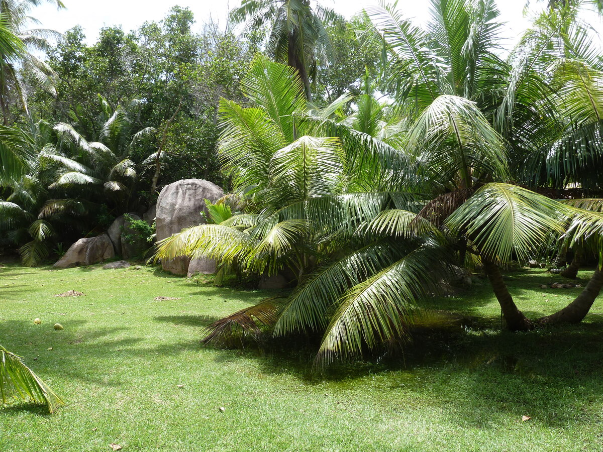 รูปถ่าย เซเชลส์(Seychelles) เกาะกร็องด์เซอร์(Grande Soeur) 2011-10 100