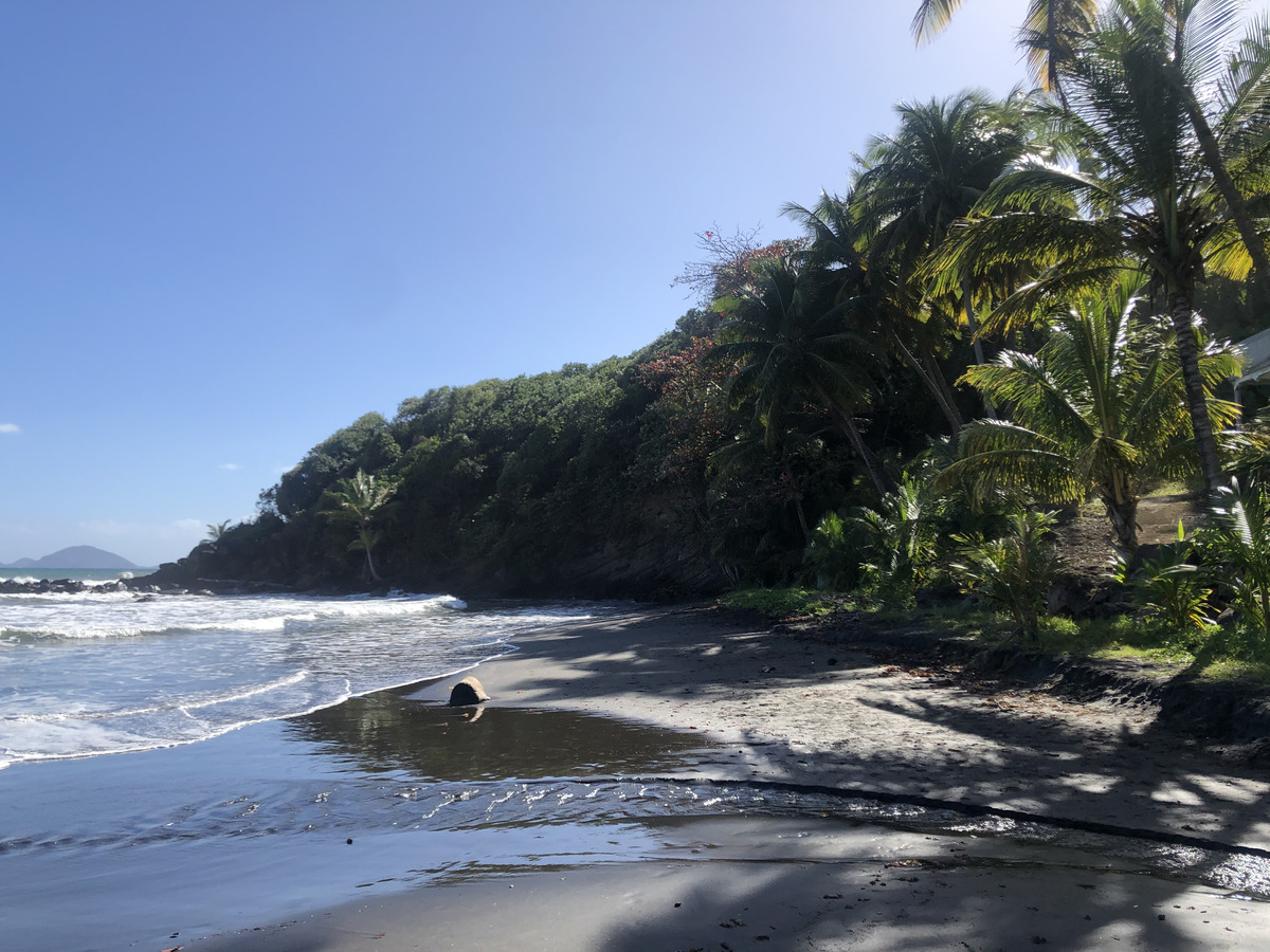 รูปถ่าย กวาเดอลูป(Guadeloupe) บานาเนีย(Bananier) 2021-02 20
