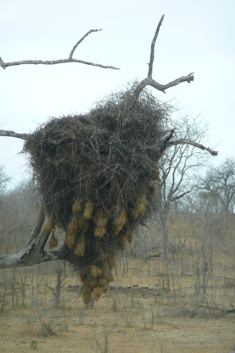 รูปถ่าย แอฟริกาใต้(South Africa) อุทยานแห่งชาติครูเกอร์(Kruger National Park) 2008-09 76