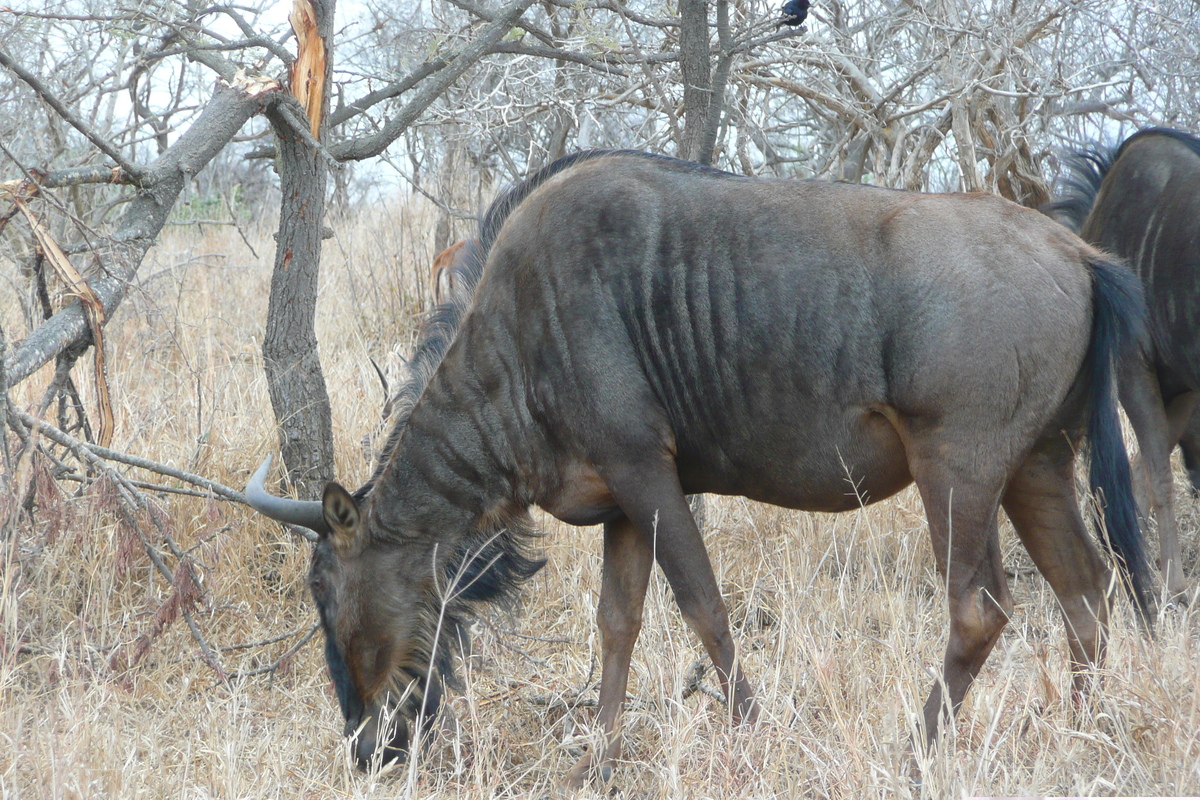 รูปถ่าย แอฟริกาใต้(South Africa) อุทยานแห่งชาติครูเกอร์(Kruger National Park) 2008-09 94