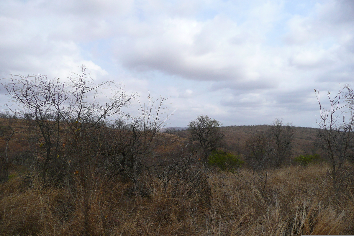 รูปถ่าย แอฟริกาใต้(South Africa) อุทยานแห่งชาติครูเกอร์(Kruger National Park) 2008-09 153