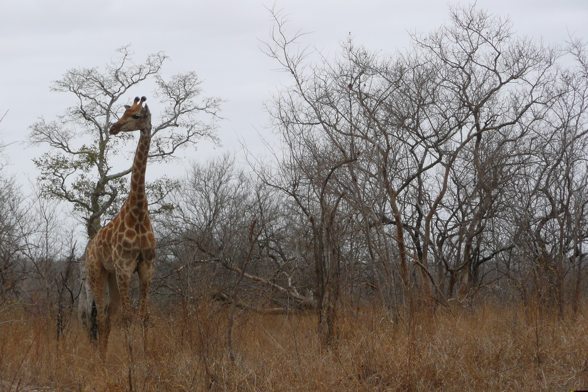 รูปถ่าย แอฟริกาใต้(South Africa) อุทยานแห่งชาติครูเกอร์(Kruger National Park) 2008-09 129