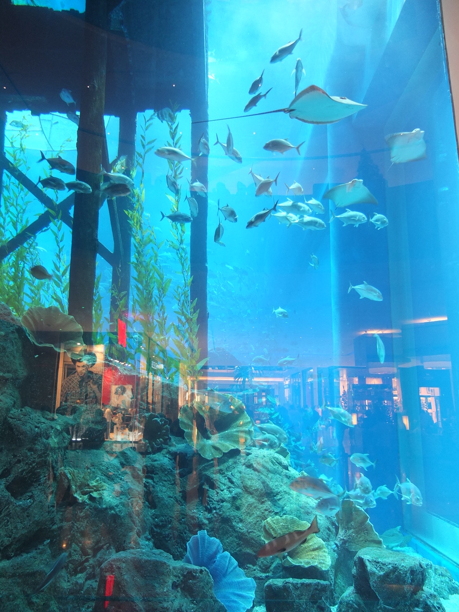 รูปถ่าย สหรัฐอาหรับเอมิเรตส์(United Arab Emirates) ดูไบ(Dubai) ดูไบมอลล์(The Dubai Mall) 2011-12 39