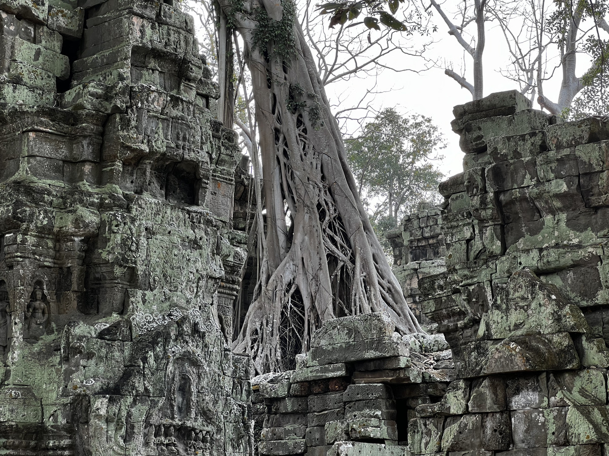 รูปถ่าย กัมพูชา(Cambodia) เสียมราฐ(Siem Reap) ปราสาทตาพรหม(Ta Prohm) 2023-01 130