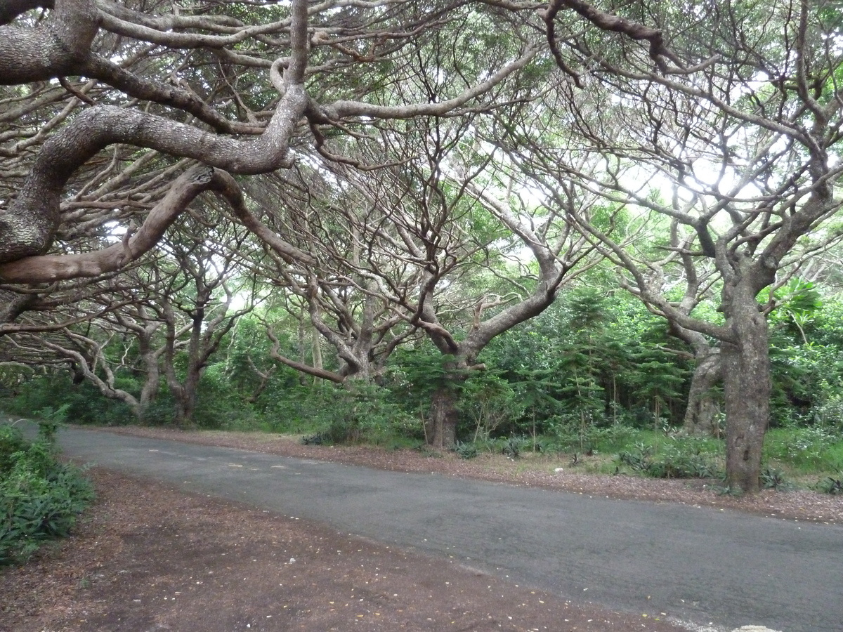 รูปถ่าย นิวแคลิโดเนีย(New Caledonia) เกาะต้นสน(Ile des pins) หาดคูโต(Kuto Beach) 2010-05 2