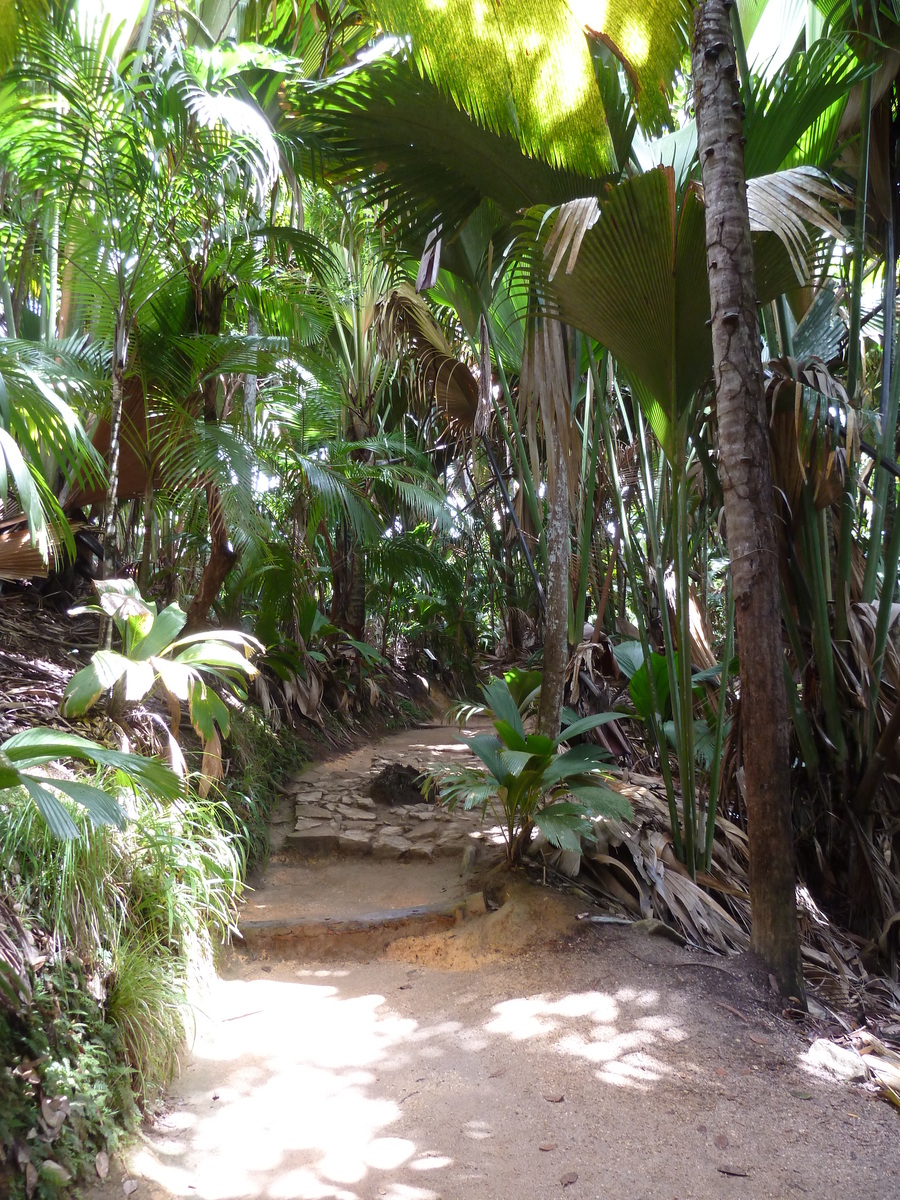 รูปถ่าย เซเชลส์(Seychelles) หุบเขาเดอไม(Vallee de Mai) 2011-10 7