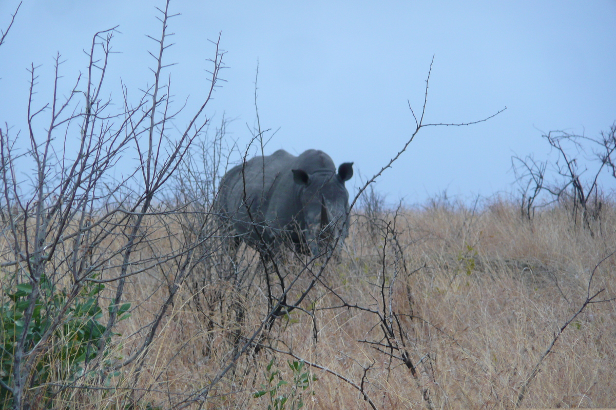 รูปถ่าย แอฟริกาใต้(South Africa) อุทยานแห่งชาติครูเกอร์(Kruger National Park) 2008-09 146