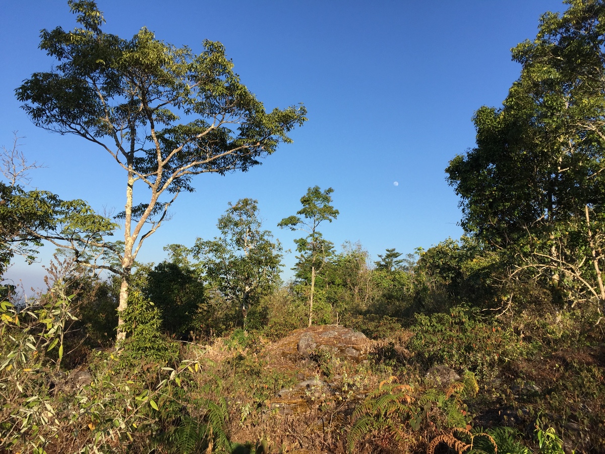 รูปถ่าย ไทย(Thailand) อุทยานแห่งชาติภูหินร่องกล้า(Phu Hin Rong Kla National Park) 2014-12 315