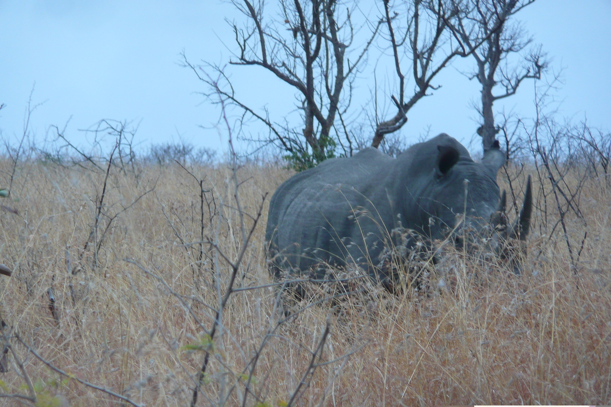 รูปถ่าย แอฟริกาใต้(South Africa) อุทยานแห่งชาติครูเกอร์(Kruger National Park) 2008-09 71