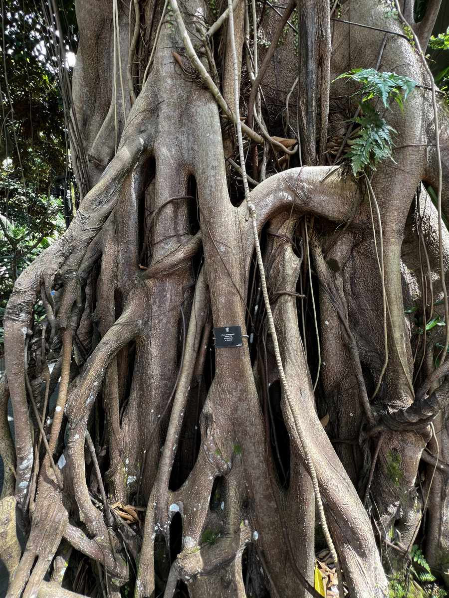 รูปถ่าย สิงคโปร์(Singapore) สวนพฤกษศาสตร์สิงคโปร์(Singapore Botanic Gardens) 2023-01 63