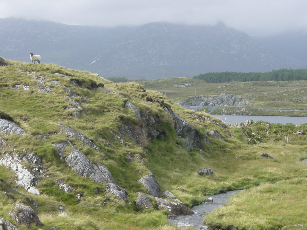รูปถ่าย ไอร์แลนด์(Ireland) คอนเนอมารา(Connemara) 2003-09 71