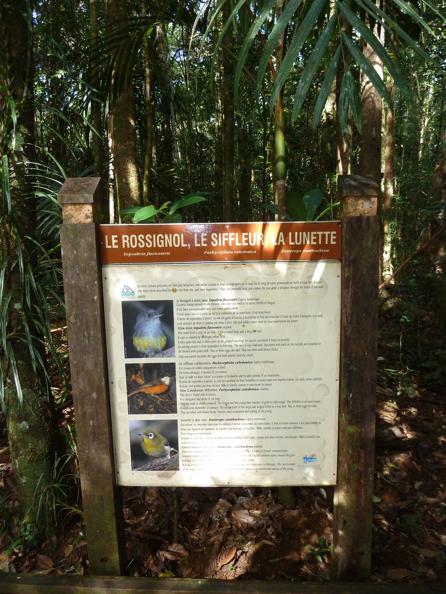 รูปถ่าย นิวแคลิโดเนีย(New Caledonia) อุทยานริเวียร์เบลอ(Parc de la Riviere Bleue) โรงแรมเลอกร็องกาโอรี(Le Grand Kaori) 2010-05 7