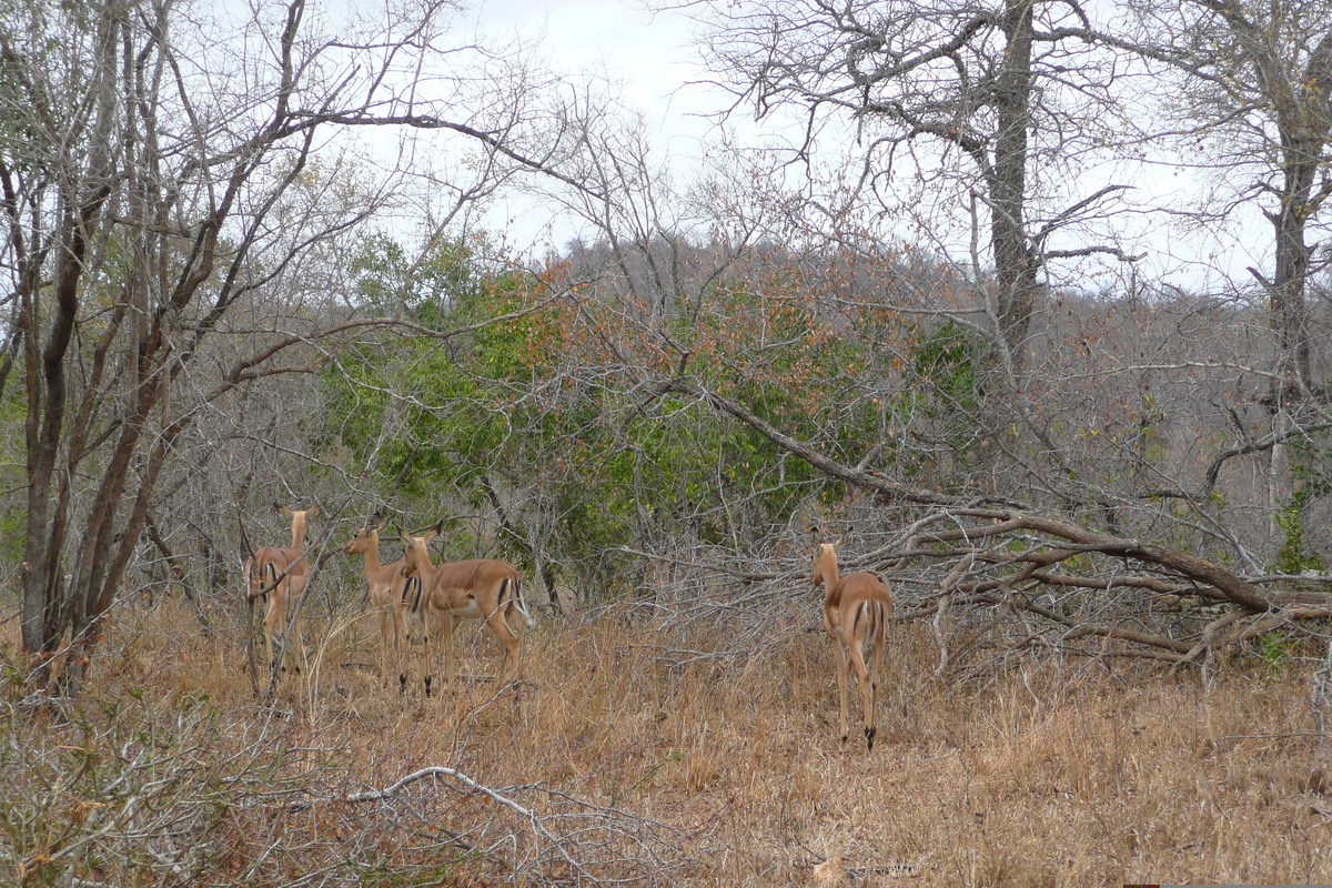 รูปถ่าย แอฟริกาใต้(South Africa) อุทยานแห่งชาติครูเกอร์(Kruger National Park) 2008-09 65