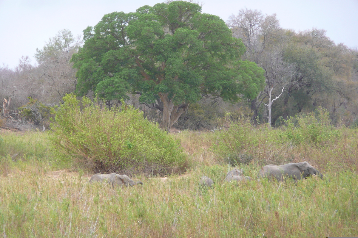 รูปถ่าย แอฟริกาใต้(South Africa) อุทยานแห่งชาติครูเกอร์(Kruger National Park) แม่น้ำซาเบิล(Sable River) 2008-09 86