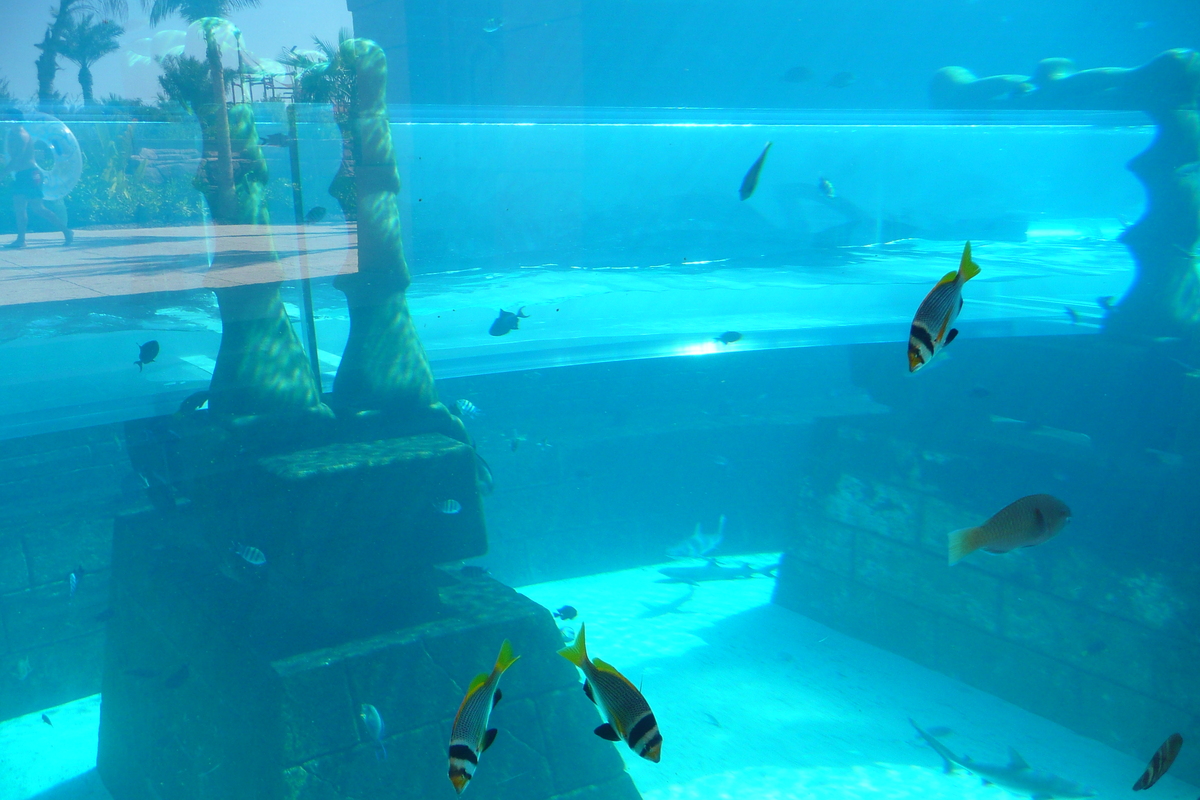 รูปถ่าย สหรัฐอาหรับเอมิเรตส์(United Arab Emirates) ดูไบ(Dubai) สวนน้ำอควาเวนเจอร์ ดูไบ(Dubai Aquaventure) 2009-01 139