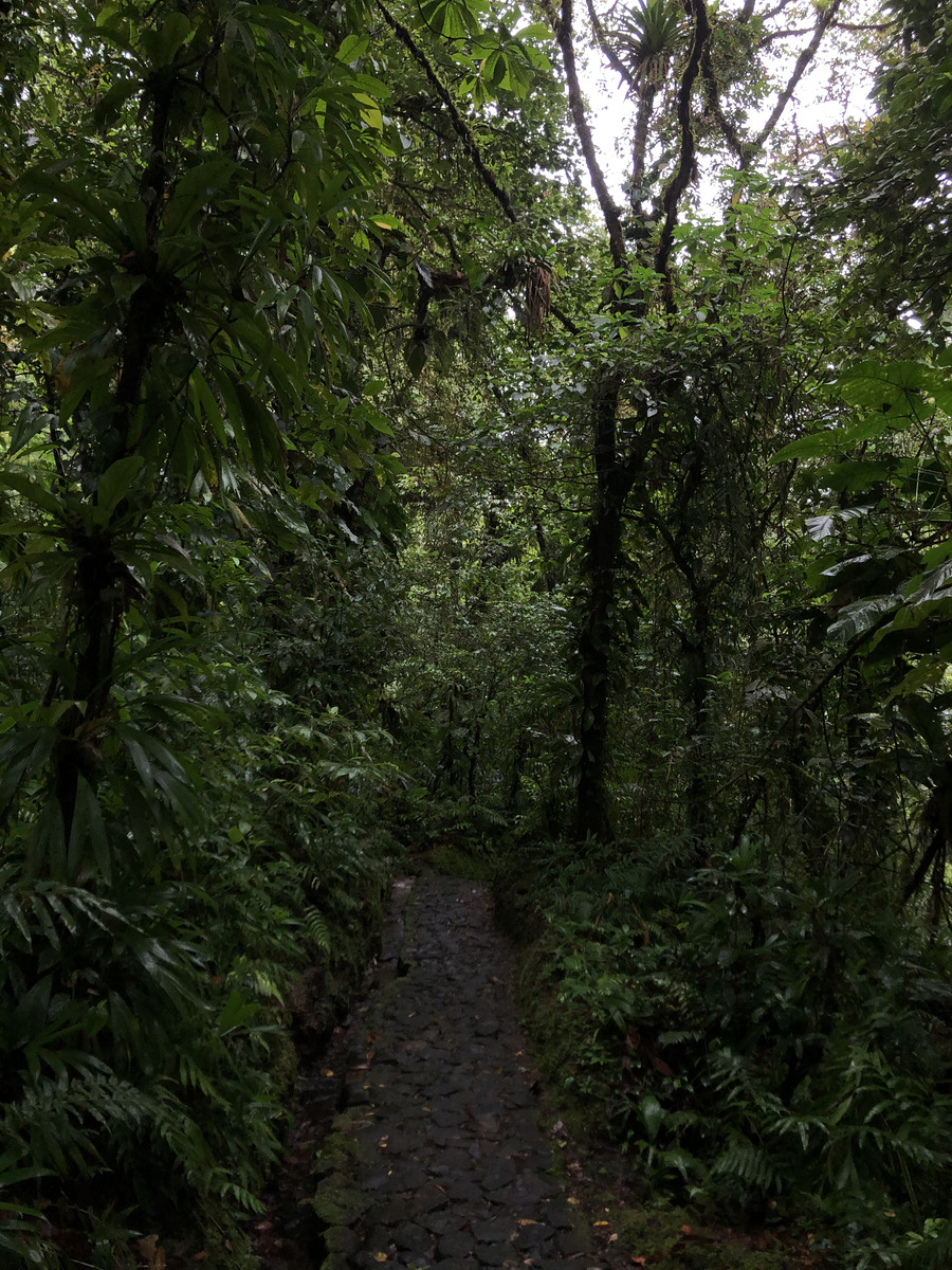 รูปถ่าย กวาเดอลูป(Guadeloupe) น้ำตกการ์เบ(Carbet Falls) 2021-02 45