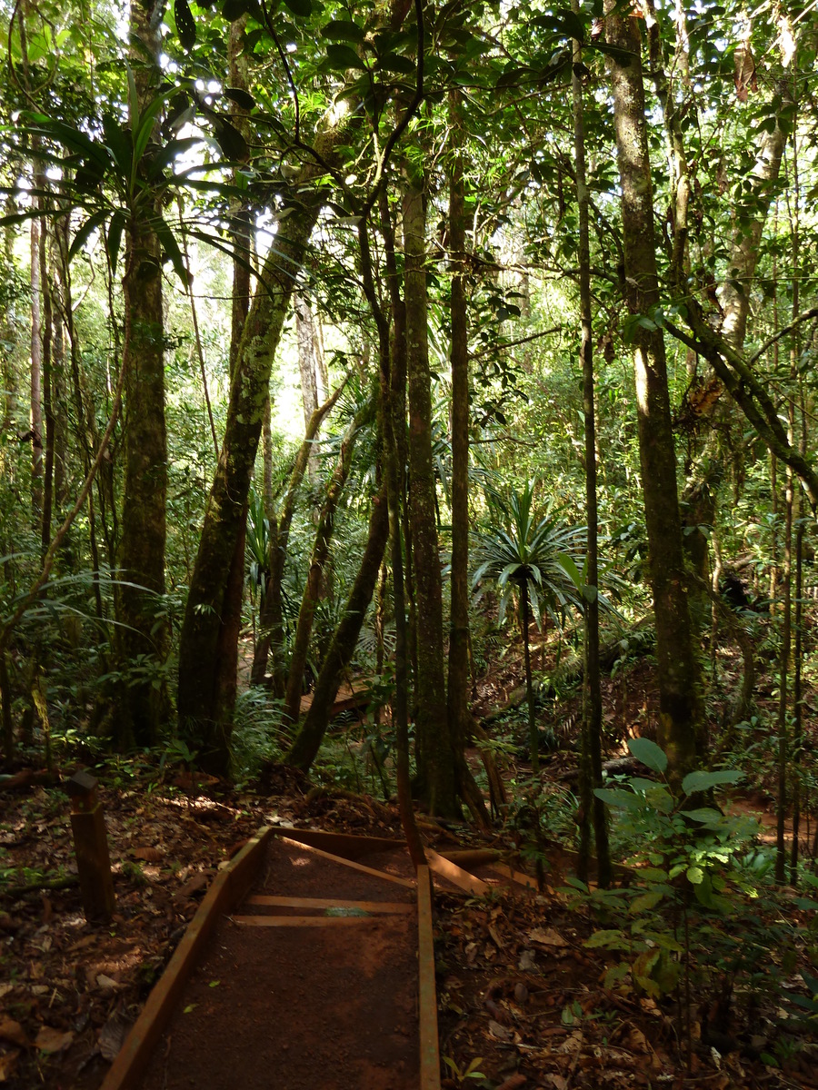 รูปถ่าย นิวแคลิโดเนีย(New Caledonia) อุทยานริเวียร์เบลอ(Parc de la Riviere Bleue) โรงแรมเลอกร็องกาโอรี(Le Grand Kaori) 2010-05 14