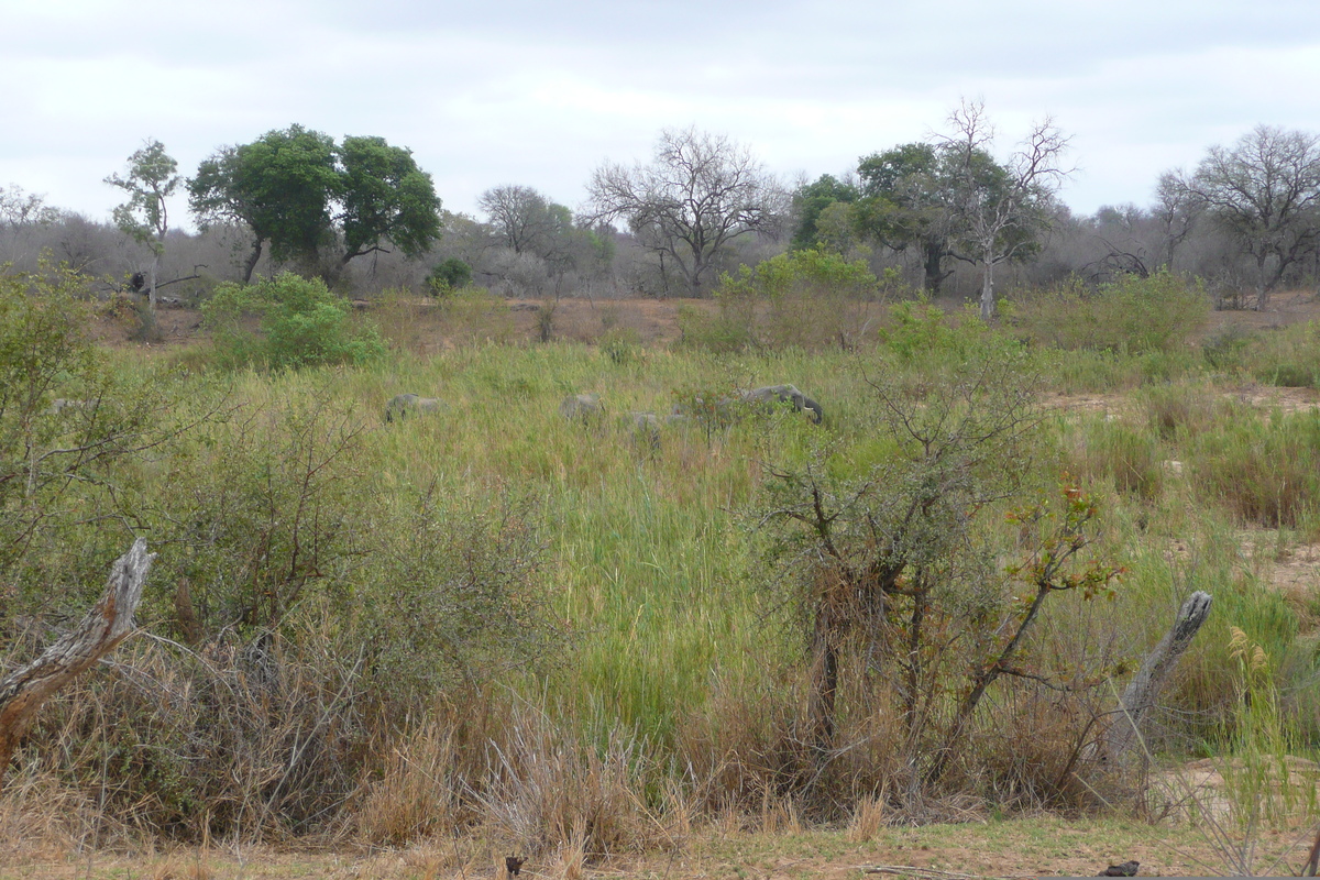 รูปถ่าย แอฟริกาใต้(South Africa) อุทยานแห่งชาติครูเกอร์(Kruger National Park) แม่น้ำซาเบิล(Sable River) 2008-09 76