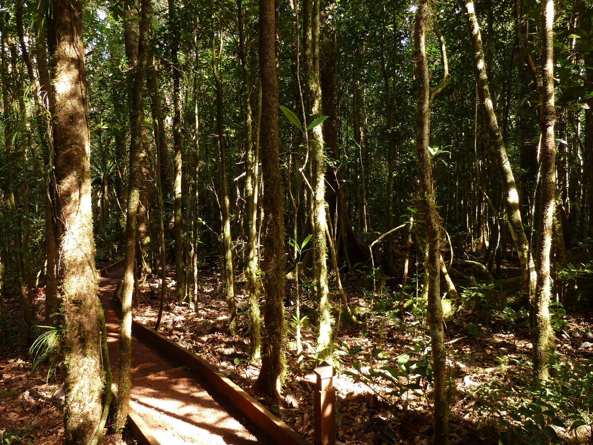 รูปถ่าย นิวแคลิโดเนีย(New Caledonia) อุทยานริเวียร์เบลอ(Parc de la Riviere Bleue) โรงแรมเลอกร็องกาโอรี(Le Grand Kaori) 2010-05 49