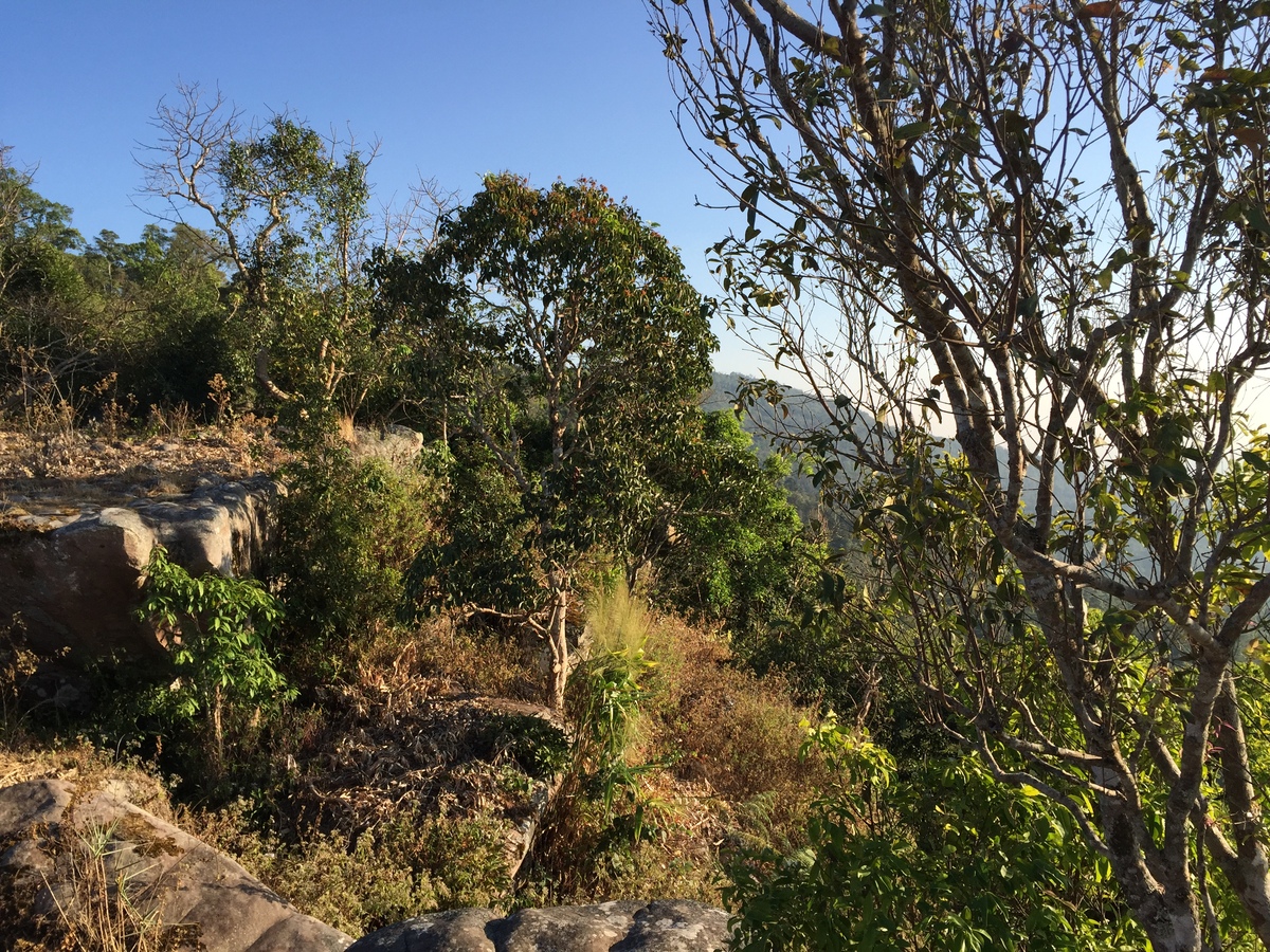รูปถ่าย ไทย(Thailand) อุทยานแห่งชาติภูหินร่องกล้า(Phu Hin Rong Kla National Park) 2014-12 317