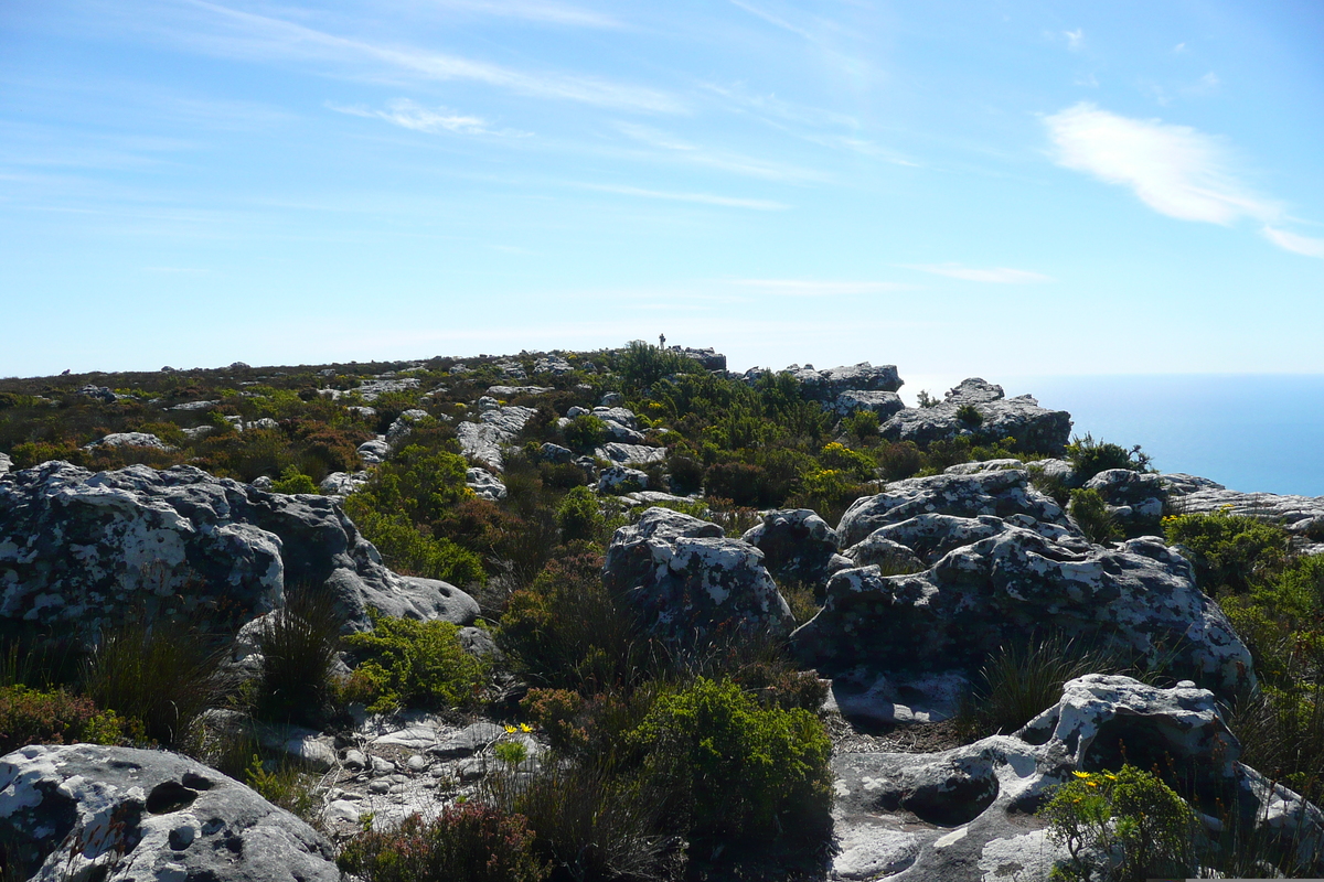 รูปถ่าย แอฟริกาใต้(South Africa) เคปทาวน์(Cape Town) ภูเขาเทเบิล(Table Mountain) 2008-09 53