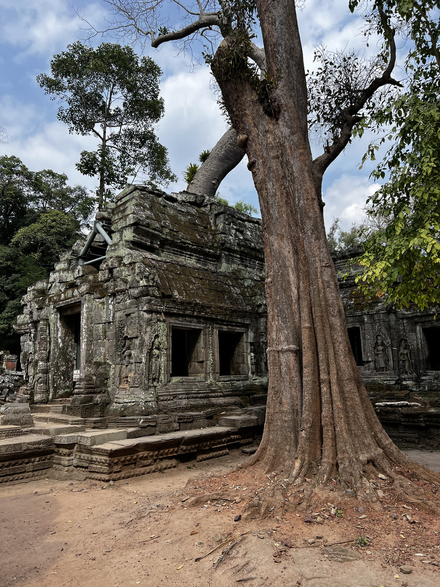รูปถ่าย กัมพูชา(Cambodia) เสียมราฐ(Siem Reap) ปราสาทตาพรหม(Ta Prohm) 2023-01 134