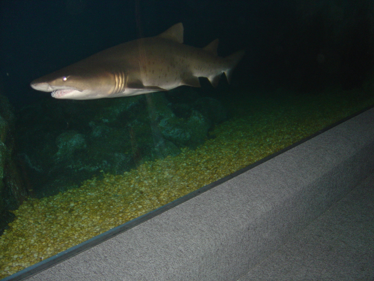 รูปถ่าย ไทย(Thailand) กรุงเทพมหานคร(Bangkok) สยามโอเชียนเวิลด์(Siam Ocean World) 2005-12 42