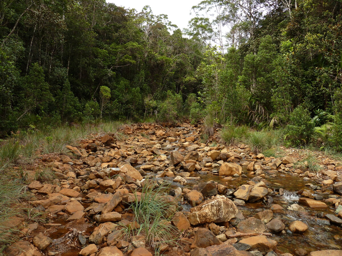 รูปถ่าย นิวแคลิโดเนีย(New Caledonia) อุทยานริเวียร์เบลอ(Parc de la Riviere Bleue) 2010-05 99