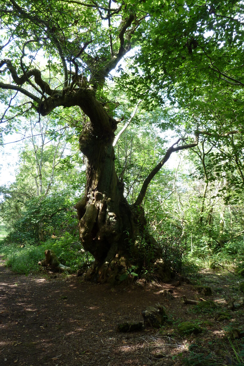 รูปถ่าย อังกฤษ(United Kingdom) สกอตแลนด์(Scotland) อารามอินช์มาโฮม(Inchmahome Priory) 2011-07 23