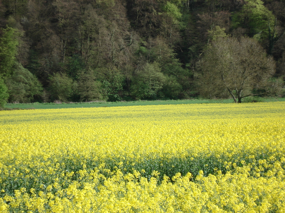 รูปถ่าย อังกฤษ(United Kingdom) หุบเขาไวย์(Wye Valley) 2006-05 37