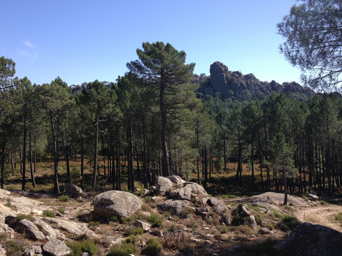 รูปถ่าย ฝรั่งเศส(France) คอร์สิคา(Corsica) ป่าลอสเปดาเล(L'ospedale Forest) 2012-09 48