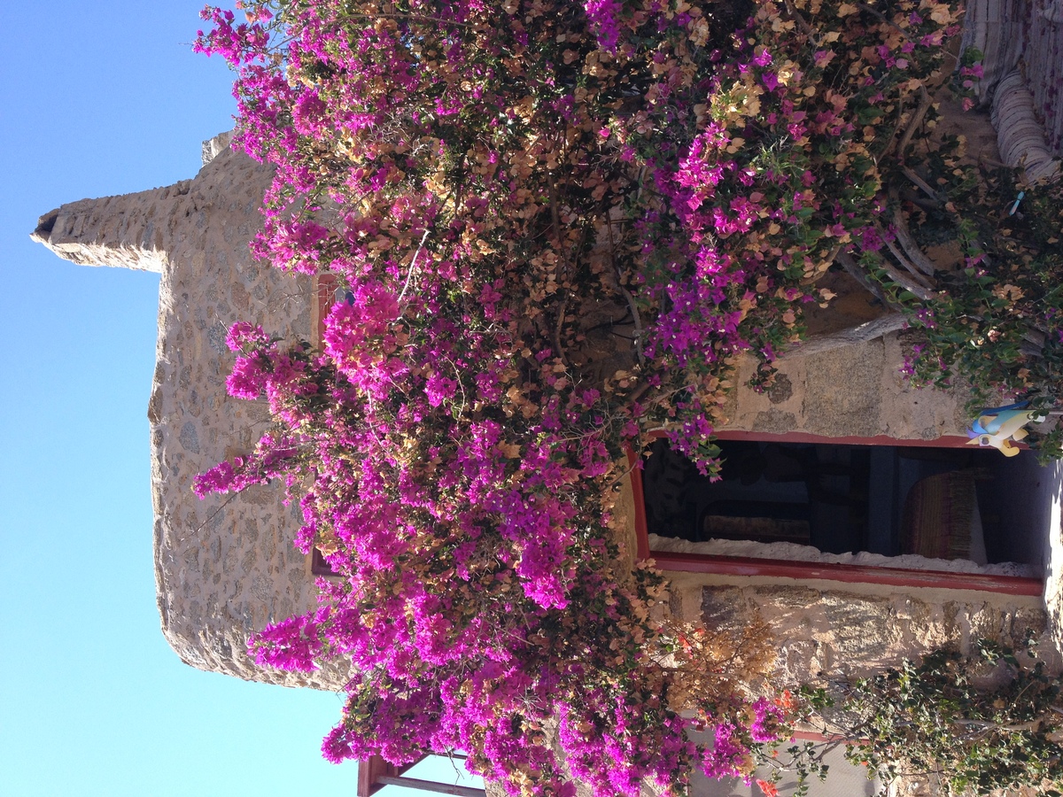 รูปถ่าย กรีก(Greece) เกาะมิโคนอส(Mykonos) 2014-07 212