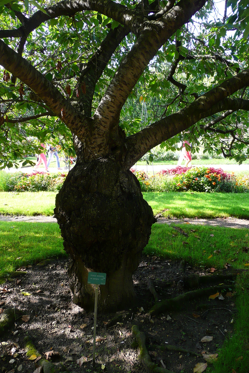 รูปถ่าย ฝรั่งเศส(France) ปารีส(Paris) สวนพันธ์ุพืช(Jardin des Plantes) 2007-08 202