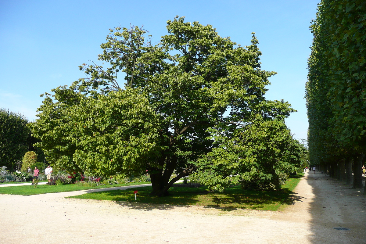 รูปถ่าย ฝรั่งเศส(France) ปารีส(Paris) สวนพันธ์ุพืช(Jardin des Plantes) 2007-08 217