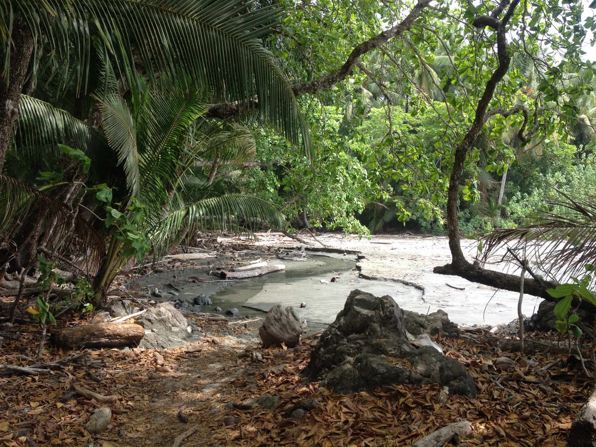 รูปถ่าย คอสตาริกา(Costa Rica) มอนเตซูมา(Montezuma) 2015-03 306