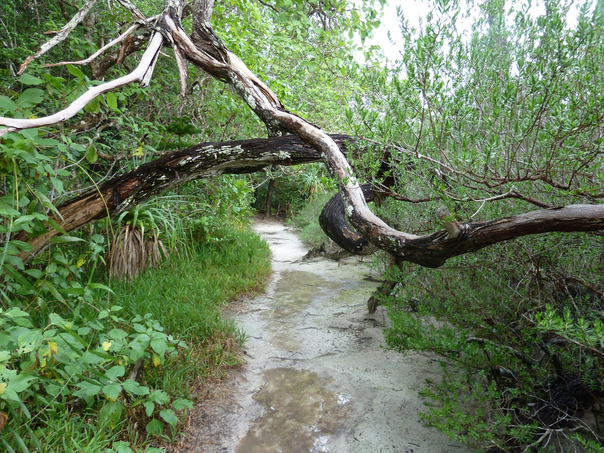 รูปถ่าย นิวแคลิโดเนีย(New Caledonia) เกาะต้นสน(Ile des pins) อ่าวโอโร(Oro Bay) 2010-05 6