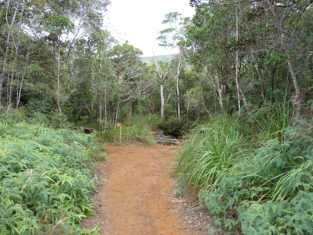 รูปถ่าย นิวแคลิโดเนีย(New Caledonia) อุทยานริเวียร์เบลอ(Parc de la Riviere Bleue) 2010-05 38